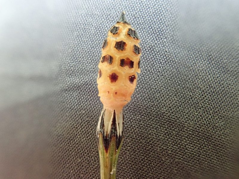 Equisetum variegatum, photographed by F Quiec