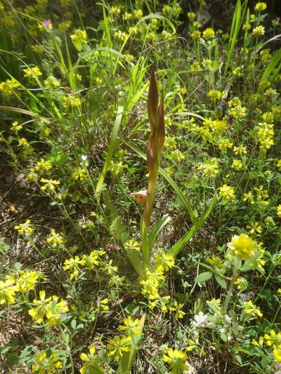 Serapias politisii, photographed by Ben Costamagna