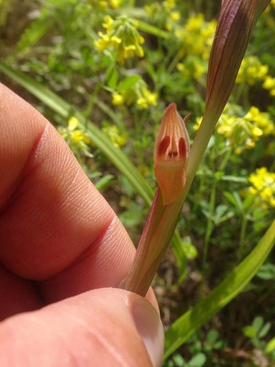Serapias politisii, photographed by Ben Costamagna