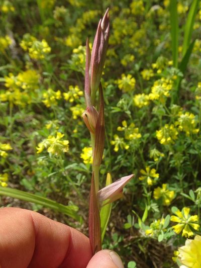 Serapias politisii, photographed by Ben Costamagna