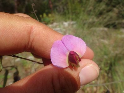 Lathyrus oleraceus, photographed by Ben Costamagna