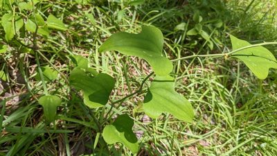 Smilax bona-nox, photographed by Joseph Aubert