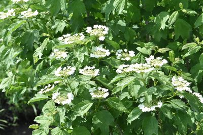 Viburnum opulus, photographed by Марина Садыкова