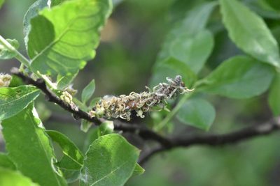 Salix cinerea, photographed by Марина Садыкова