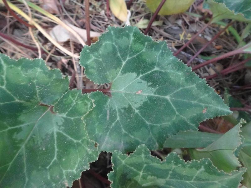 Cyclamen maritimum, photographed by Ben Costamagna