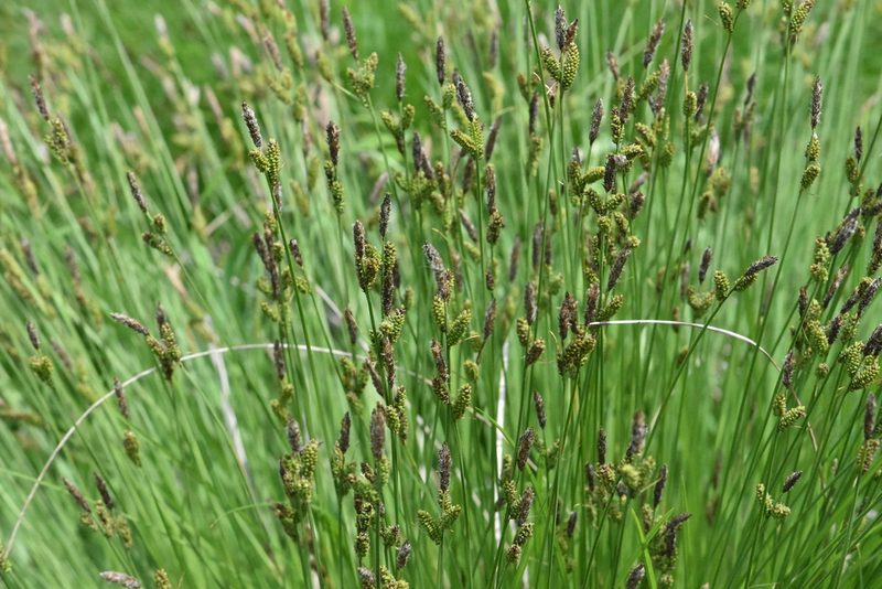 Carex cespitosa, photographed by Марина Садыкова