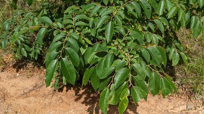 Diospyros virginiana, photographed by Joseph Aubert