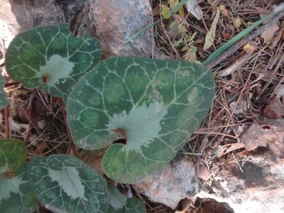 Cyclamen maritimum, photographed by Ben Costamagna