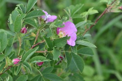 Rosa cinnamomea, photographed by Марина Садыкова