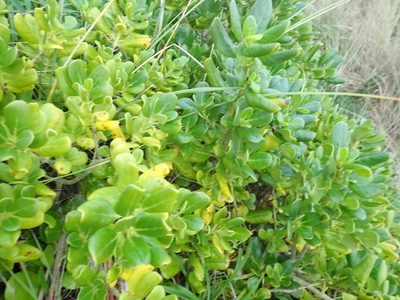 Coprosma repens, photographed by Arnim Littek