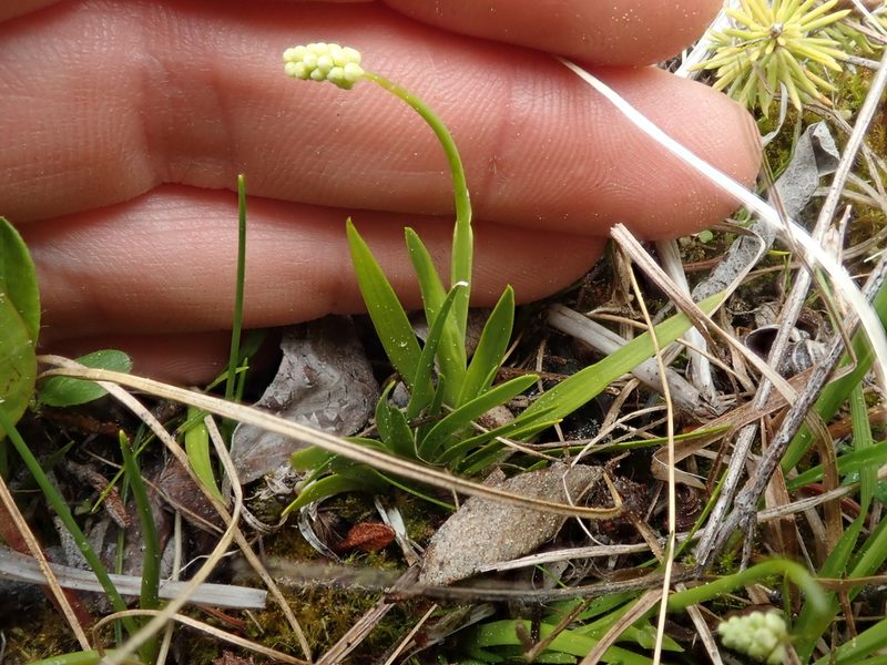 Tofieldia pusilla, photographed by F Quiec