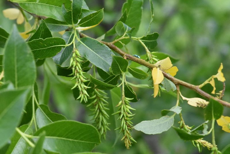 Salix pentandra, photographed by Марина Садыкова
