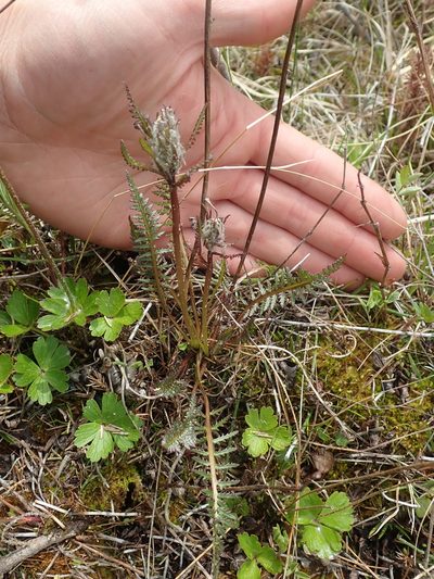 Pedicularis sudetica, photographed by F Quiec