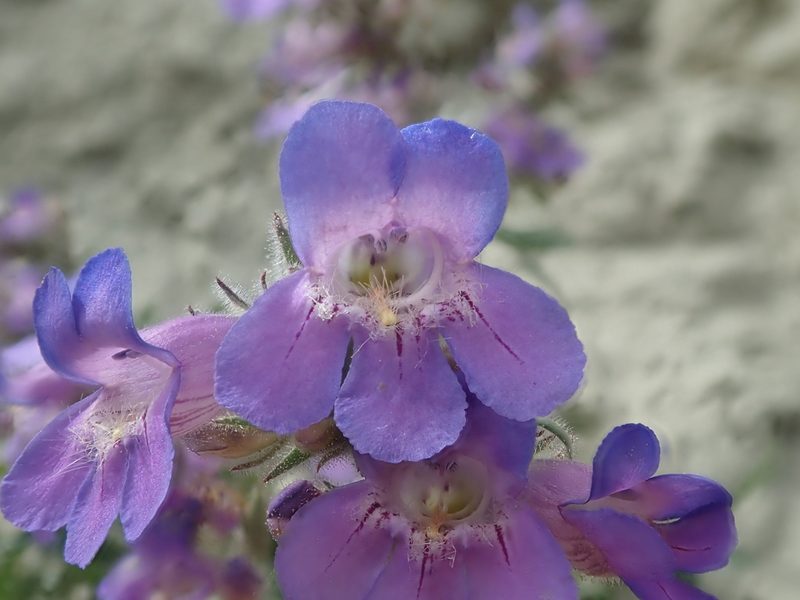 Penstemon gormanii, photographed by F Quiec