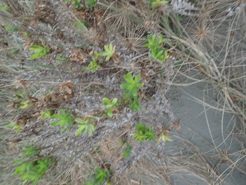 Senecio glastifolius, photographed by Arnim Littek