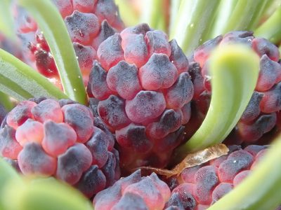 Picea glauca, photographed by F Quiec