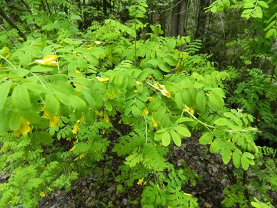 Caragana arborescens, photographed by Виктория Билоус