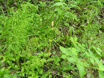 Equisetum sylvaticum, photographed by Виктория Билоус
