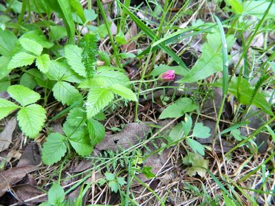 Rubus arcticus