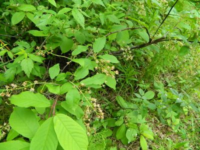 Prunus padus, photographed by Виктория Билоус