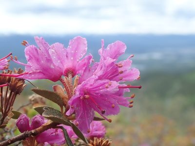 Rhododendron lapponicum, photographed by F Quiec