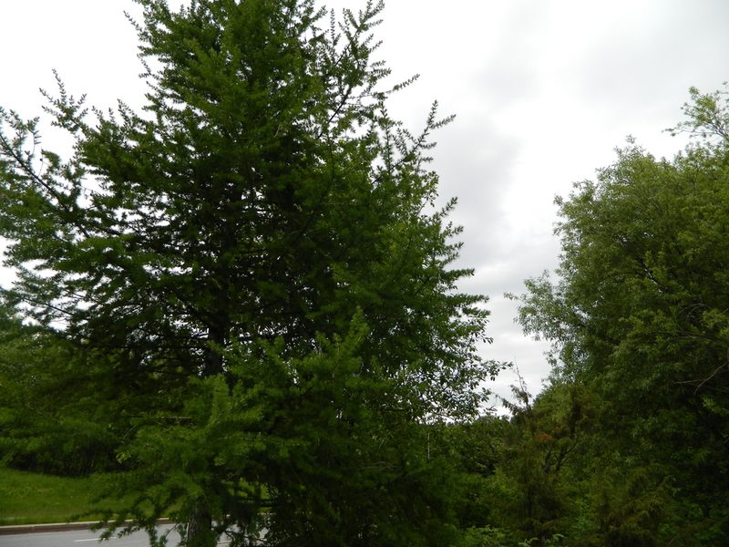 Larix sibirica, photographed by Виктория Билоус