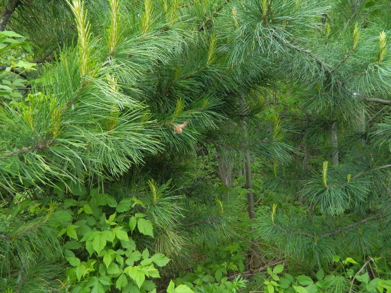 Pinus sibirica, photographed by Виктория Билоус