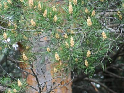 Pinus sylvestris, photographed by Виктория Билоус