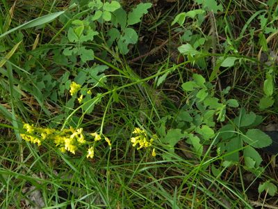 Barbarea vulgaris