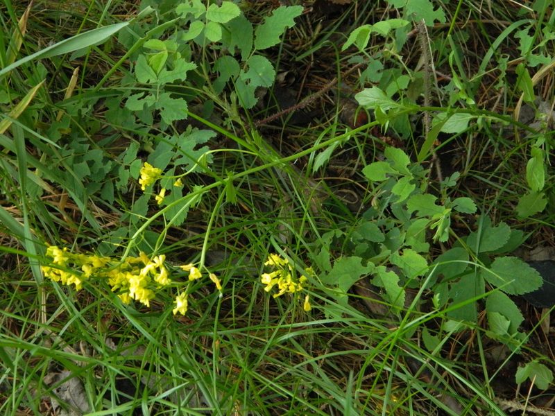 Barbarea vulgaris, photographed by Виктория Билоус