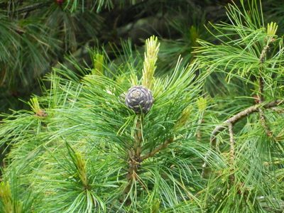Pinus sibirica, photographed by Виктория Билоус