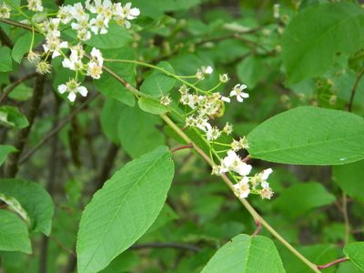 Prunus padus, photographed by Виктория Билоус