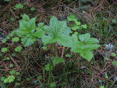 Rubus saxatilis, photographed by Виктория Билоус