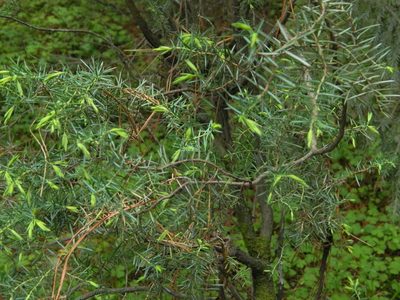 Juniperus communis, photographed by Виктория Билоус