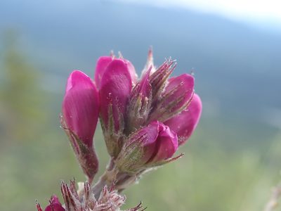 Hedysarum boreale, photographed by F Quiec