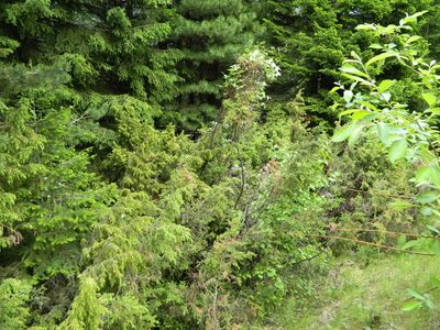 Juniperus communis, photographed by Виктория Билоус
