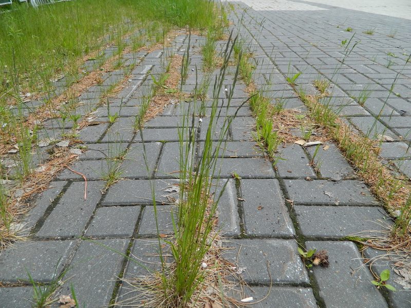 Festuca rubra, photographed by Виктория Билоус