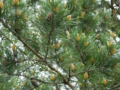 Pinus sylvestris, photographed by Виктория Билоус