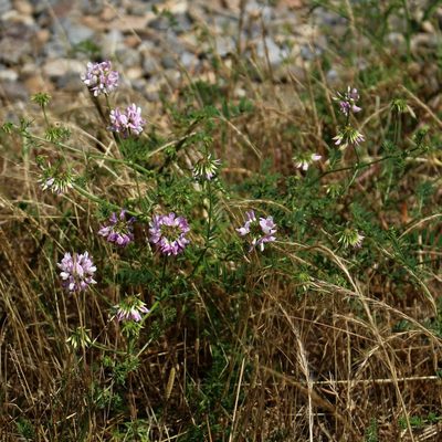 Coronilla varia, photographed by Юрий Данилевский (Yuriy Danilevsky)