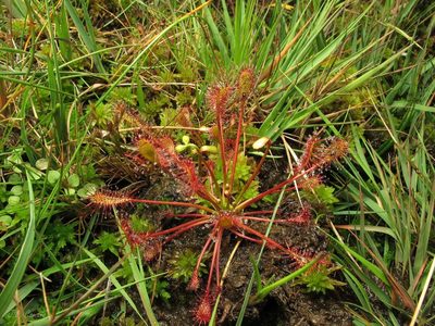 Drosera intermedia, photographed by José Luis Camaño