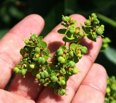 Euphorbia virgata, photographed by Юрий Данилевский (Yuriy Danilevsky)