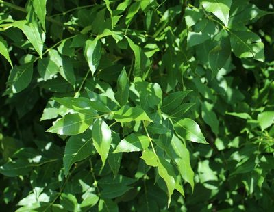 Fraxinus pennsylvanica, photographed by Юрий Данилевский (Yuriy Danilevsky)