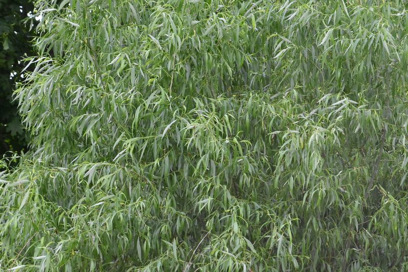 Salix alba, photographed by Марина Садыкова