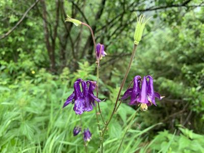 Aquilegia vulgaris, photographed by marbib