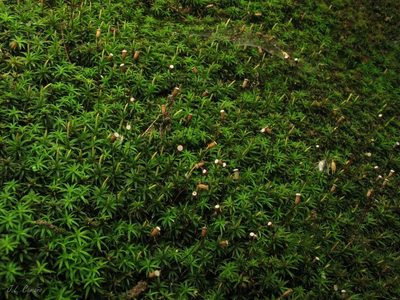 Pogonatum aloides, photographed by José Luis Camaño