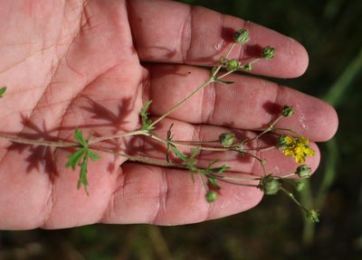 Potentilla argentea, photographed by Юрий Данилевский (Yuriy Danilevsky)