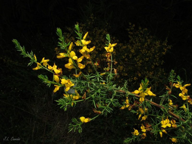 Genista triacanthos, photographed by José Luis Camaño
