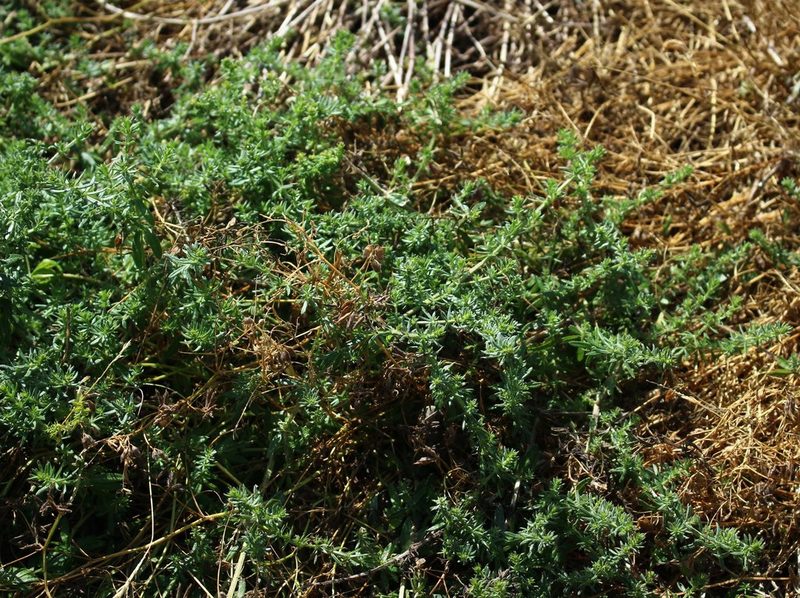 Galium humifusum, photographed by Юрий Данилевский (Yuriy Danilevsky)