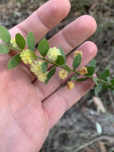 Acacia cremiflora, photographed by Guy Taseski