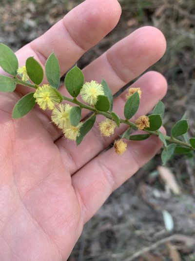 Acacia cremiflora, photographed by Guy Taseski